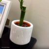 Foto real de cliente: Vaso Decorativo Contemporâneo 7cm Em Cimento Artesanal