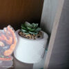 Foto real de cliente: Vaso Estados Artesanal Decorativo 10cm Amazonas em Cimento