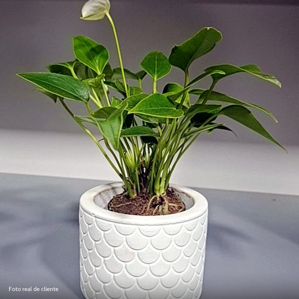 Foto real de cliente: Vaso Estados Artesanal Decorativo 10cm São Paulo em Cimento