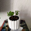 Foto real de cliente: Vaso Decorativo Tulipa 8cm Artesanal em Cimento