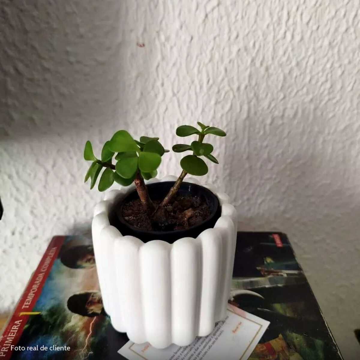 Foto real de cliente: Vaso Decorativo Tulipa 8cm Artesanal em Cimento