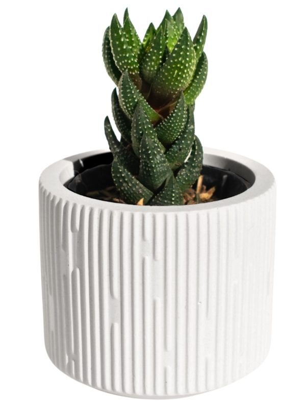 Vaso Decorativo Contemporâneo 7cm Em Cimento Artesanal