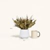 Buquê de Flores Secas com Vaso de Cimento Branco